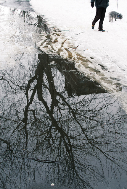 Montreal photo rally 3: bois