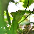 Jesus Lizard