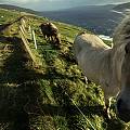 Faroe Islands: blowing in the wind