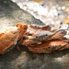IMG_4404